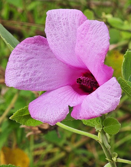 Hawaii Island Seeds: Akiohala Hibiscus