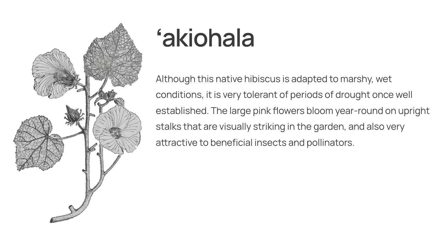 Hawaii Island Seeds: Akiohala Hibiscus