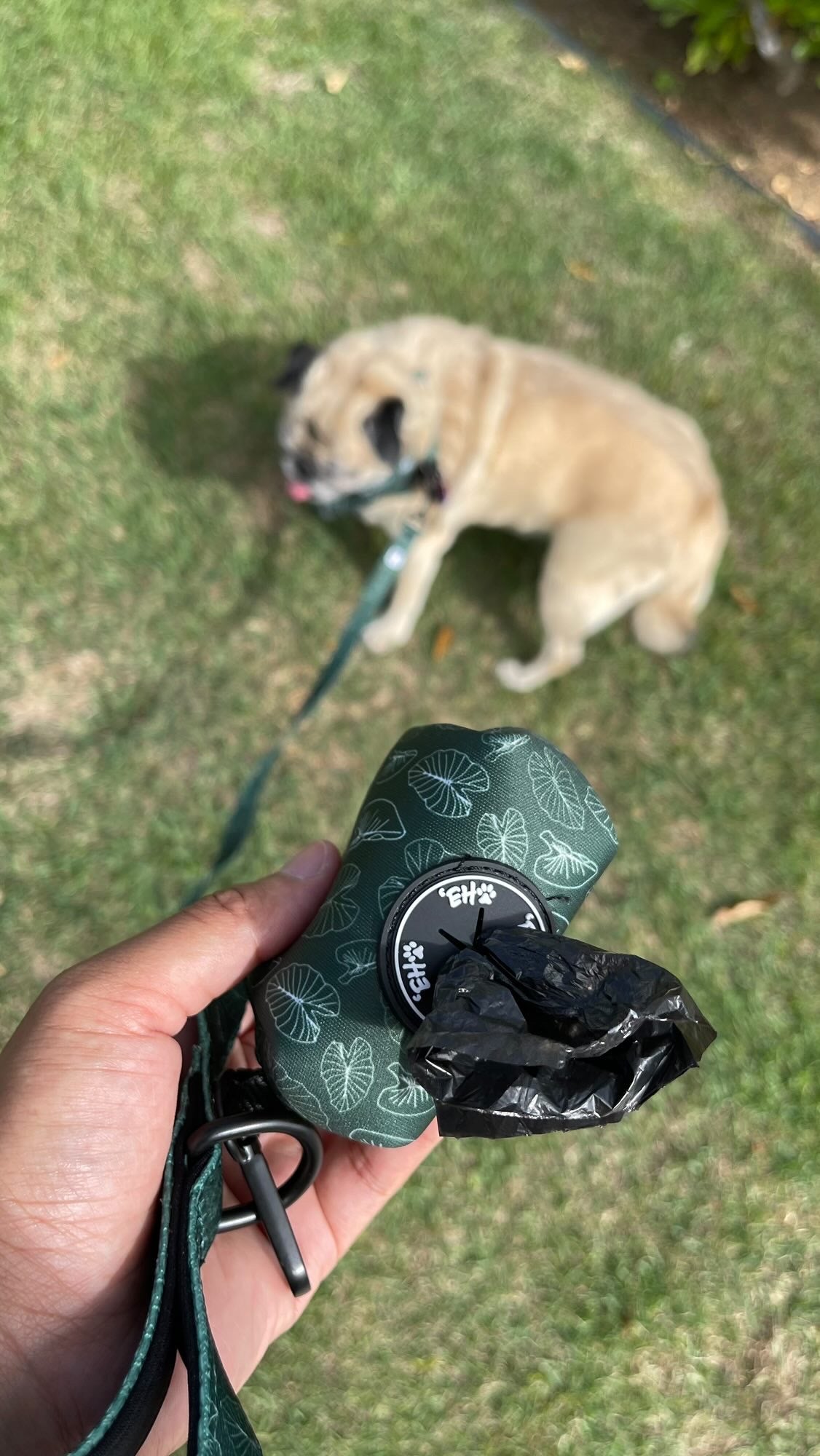 oona the pug with poop bag